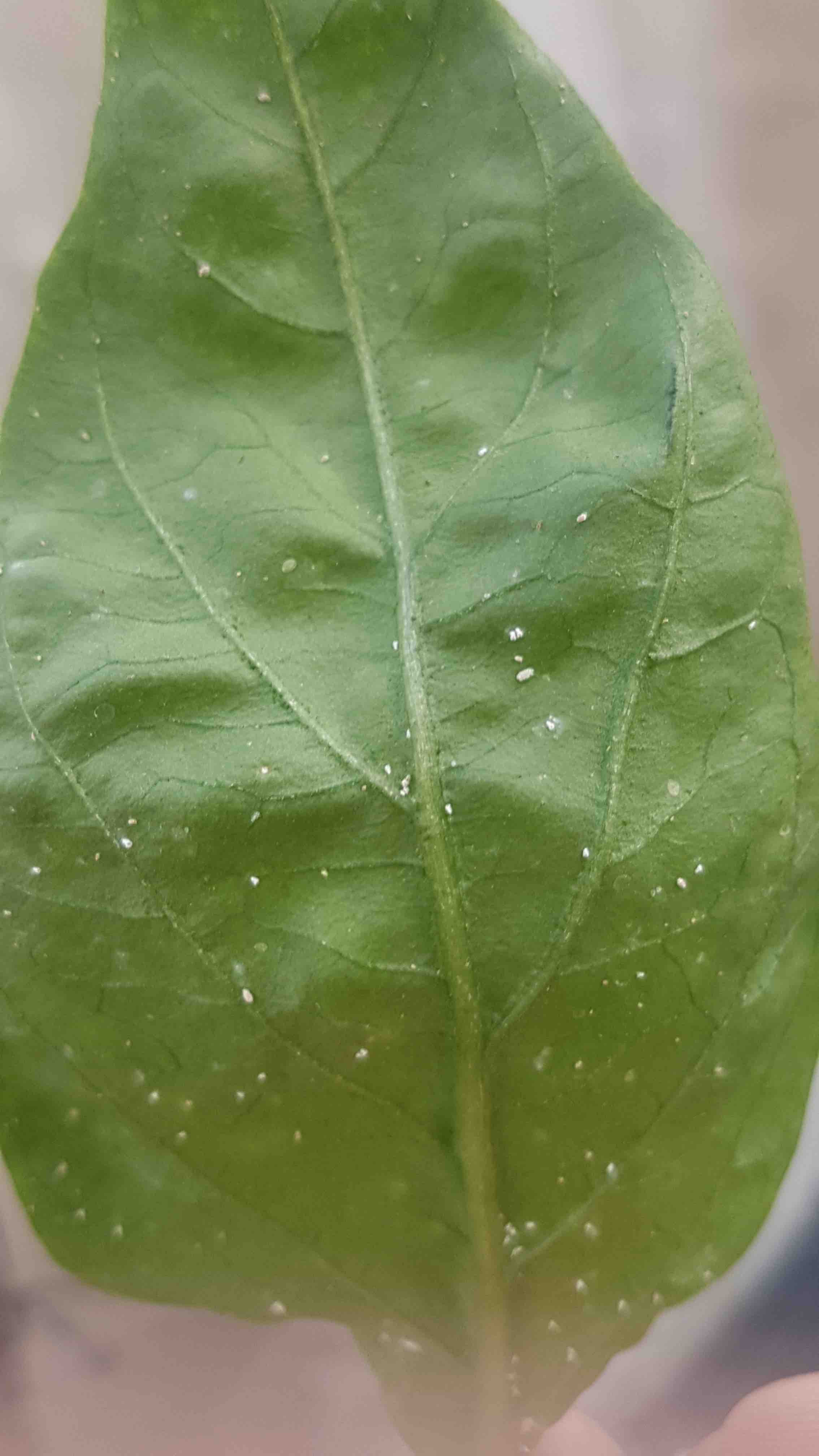 Saillog Mealybugs